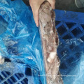 Frozen Giant squid Tentacle five cut competitive chinese supplier